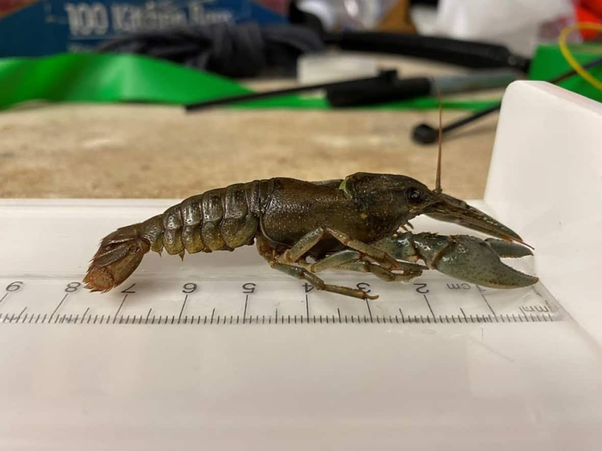 Under provincial regulations, northern crayfish are considered an aquatic invasive species of concern.  (Parks Canada - image credit)