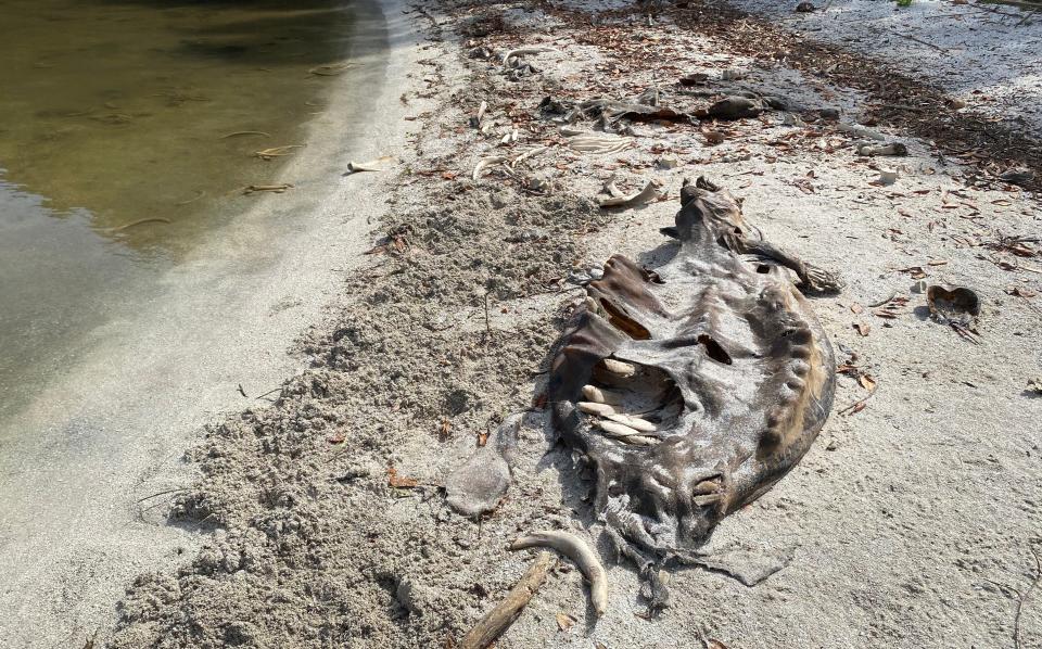 Manatee bones scattered along the shore of the Indian River. Wildlife officials have dragged more than 30 dead manatees to an area just north of Manatee Cove in the Indian River. The manatees have a low body weight and officials believe they have died from a lack of sea grass.  