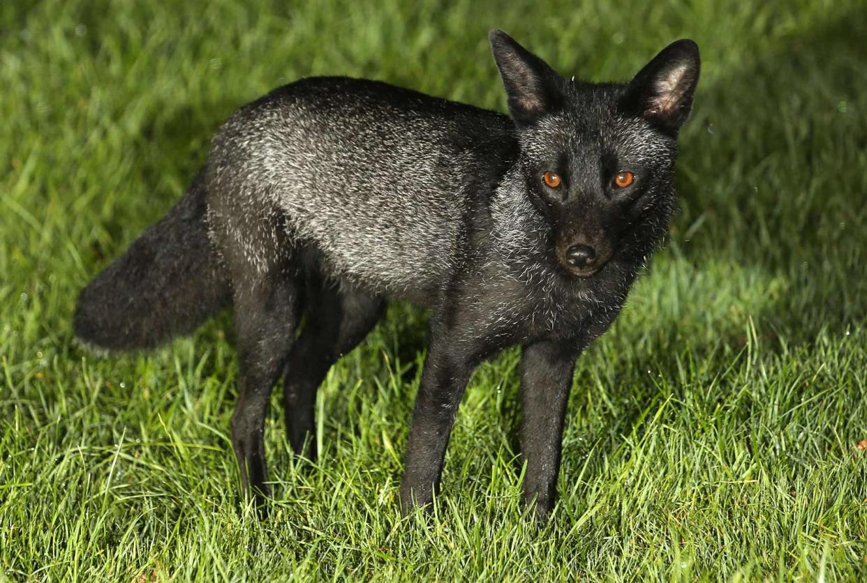 Black fox