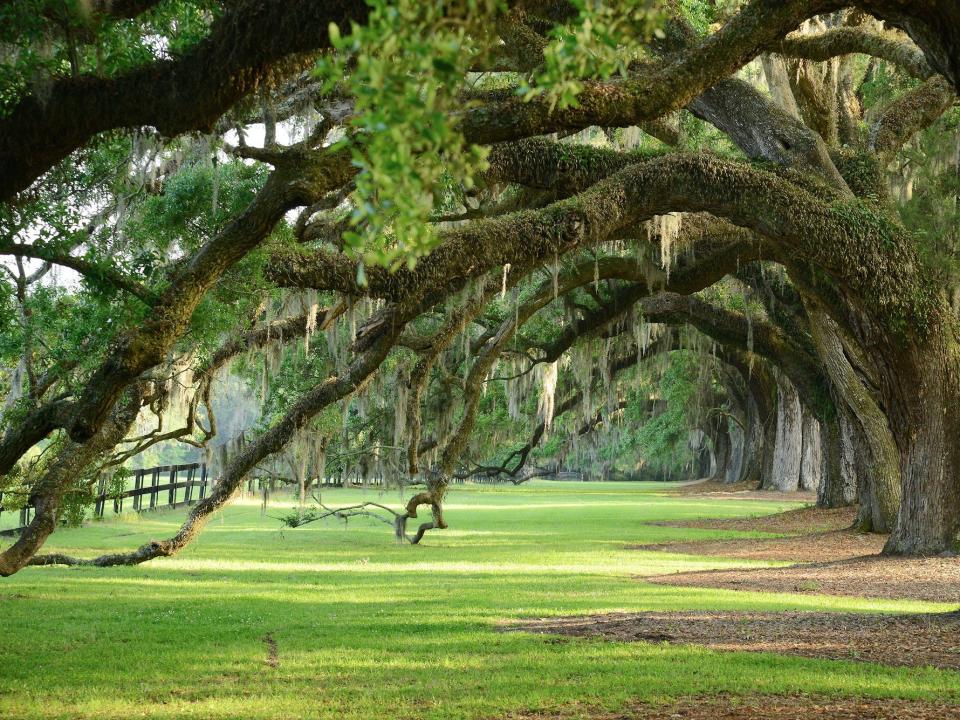 Oak Trees Charleston