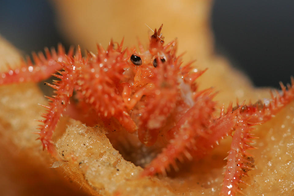 在海綿上的金色帝王蟹（golden king crab），綠色和平團隊於美國白令海珍珠峽谷進行海底研究時所發現。