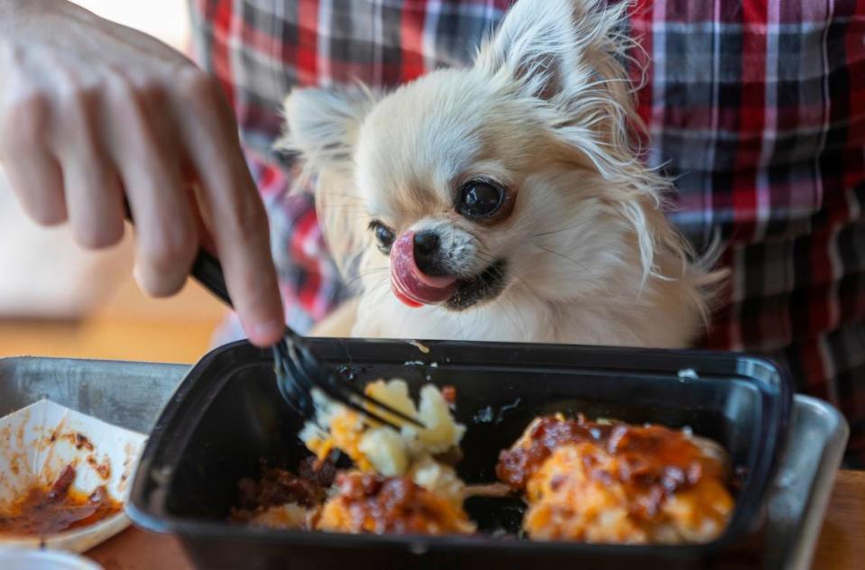 Daniel Plant and his dog Ash, a Long-haired Chihuahua, enjoy lunch at Prime Barbecue on Friday, August 18, 2023 in Knightdale, N.C. 