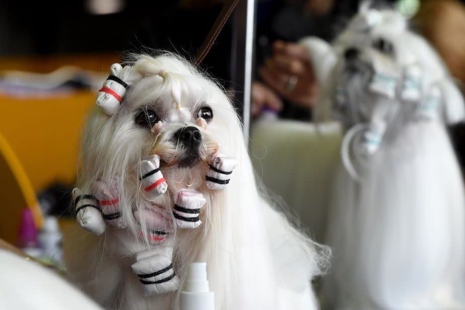 Westminster Dog Show Photos They Don't Want You to See