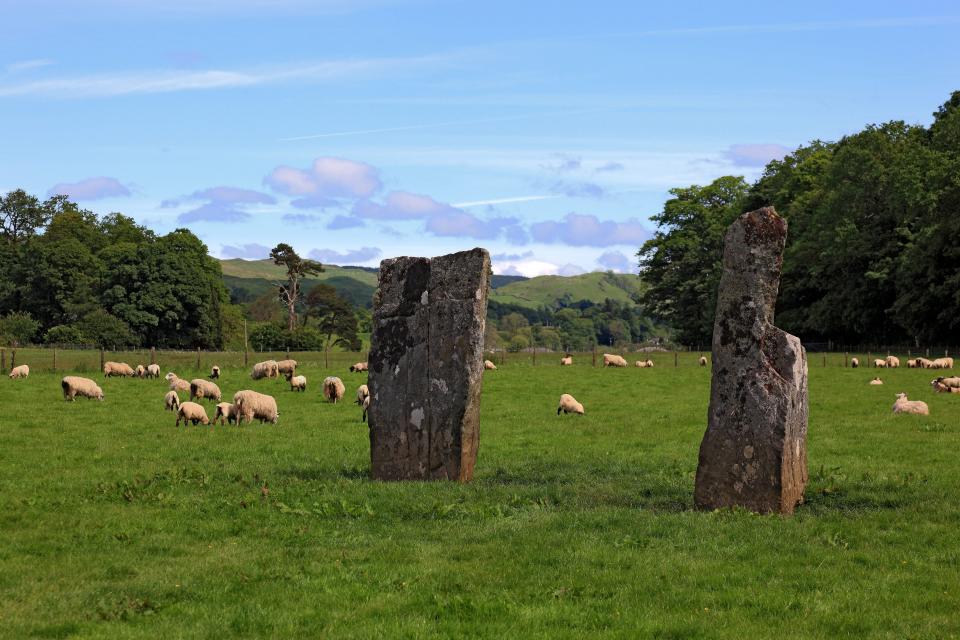 Standing stones in a field full of sheep in Kilmartin Glen.