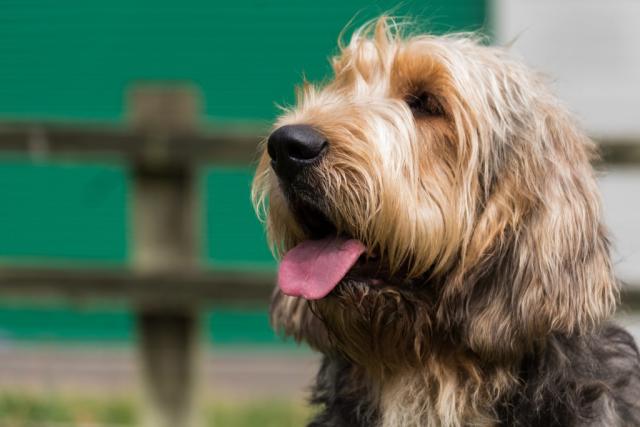 The Top 10 Smartest Dog Breeds - PetHelpful