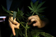 Teacher Marco Merico guides a class during a workshop to learn how to grow an indoor marijuana plant at pro-cannabis Daya Foundation headquarters in Santiago, Chile May 19, 2017. REUTERS/Ivan Alvarado