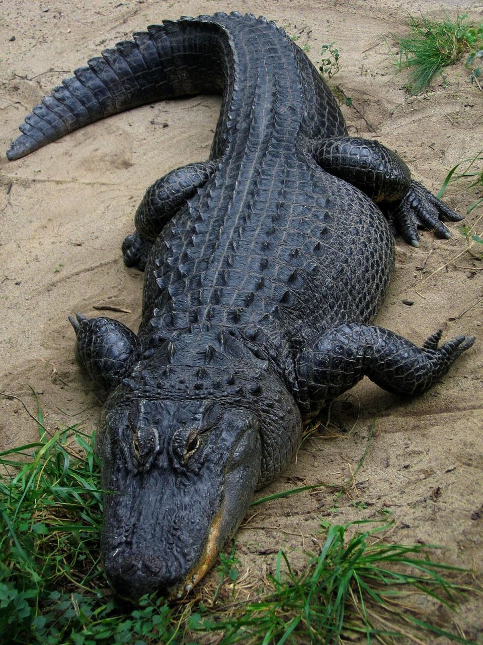 File photo of a Florida alligator.