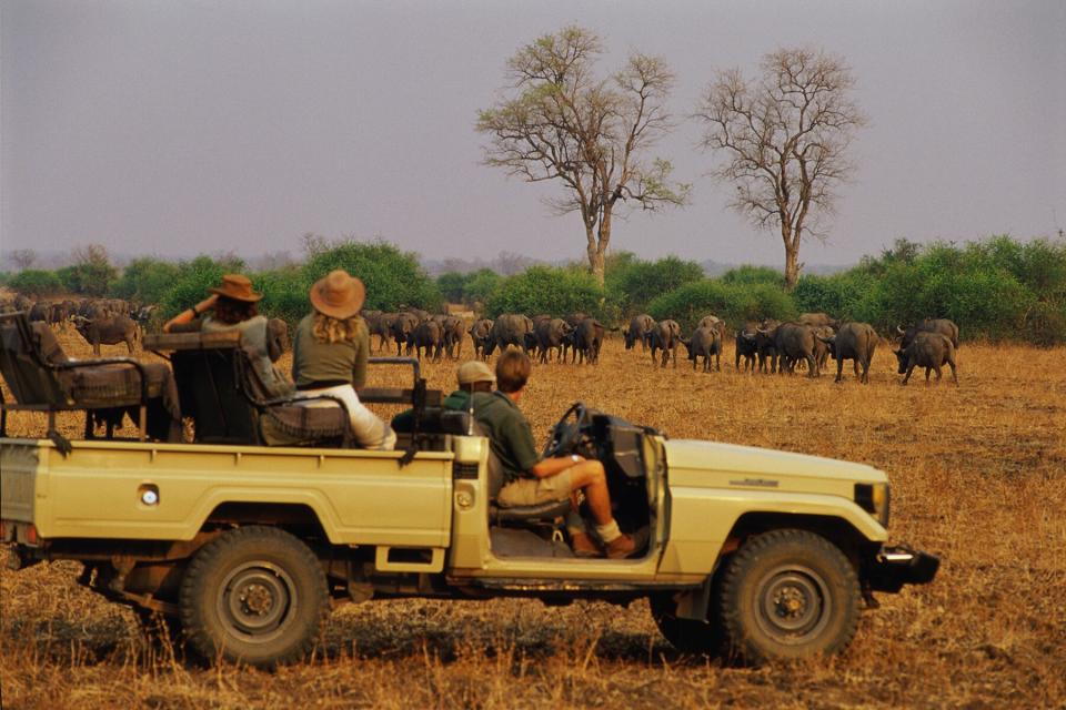 A safari in South Luangwa National Park, Zambia