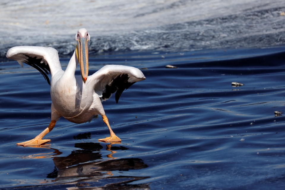 A migrating Great White pelican searches for fish, as part of Israel Nature and Parks Authority funded project aiming to prevent pelicans from feeding from commercial fish breeding pools, at a water reservoir in Mishmar Hasharon, central Israel November 8, 2021. REUTERS/Amir Cohen