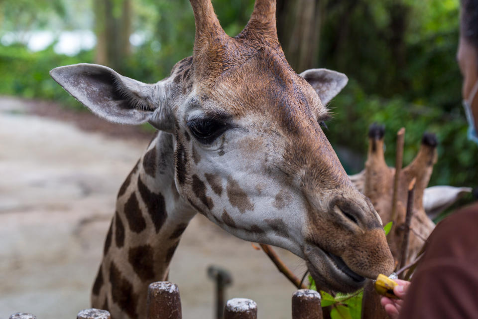 Adhil being fed by his caretaker on Thursday (30 September). (PHOTO: Dhany Osman / Yahoo News Singapore)