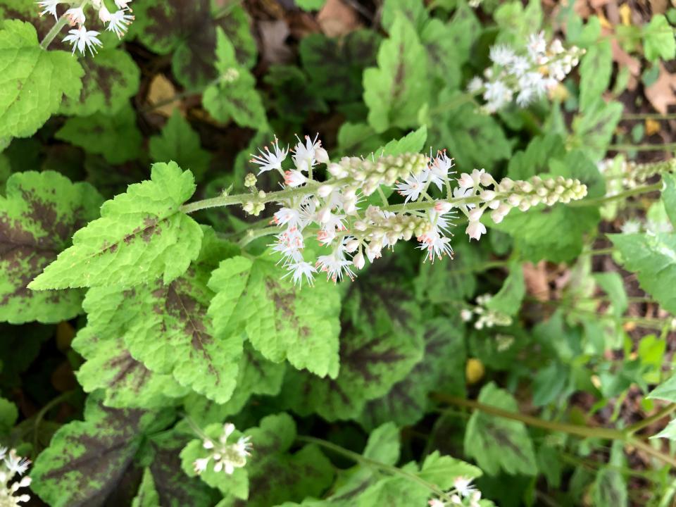 Tiarella Cordifolia Running Tapestry, known as Foam Flower