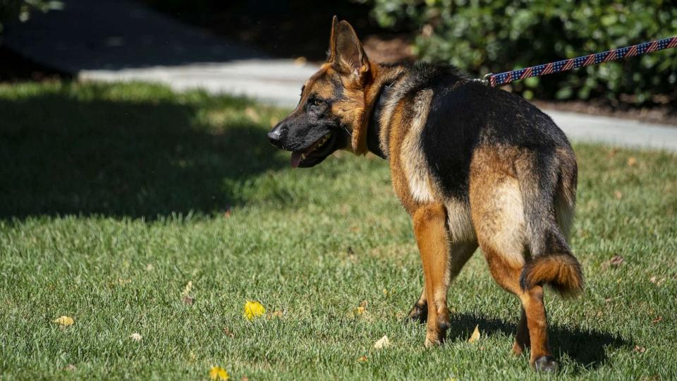 PHOTO: FILE - Commander, the dog of US President Joe Biden, walks on the South of the White House following Biden signing H.R. 4346, the Chips and Science Act of 2022, in Washington, D.C., Aug. 9, 2022. (Al Drago/Bloomberg via Getty Images, FILE)