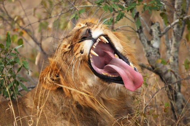 Man mauled by lions while trying to prove God will save him