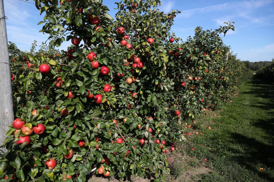 Honeycrisp apple ready to pick in the field at Wickham Farms in Penfield. 