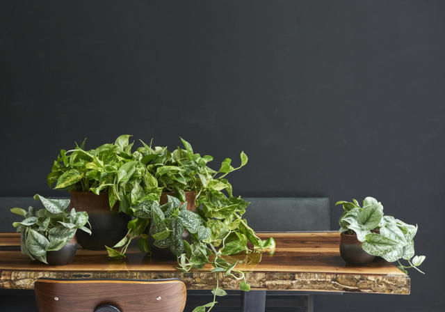 Ces 5 plantes incroyables prospèrent même dans les coins les moins lumineux  ! - Le Parisien