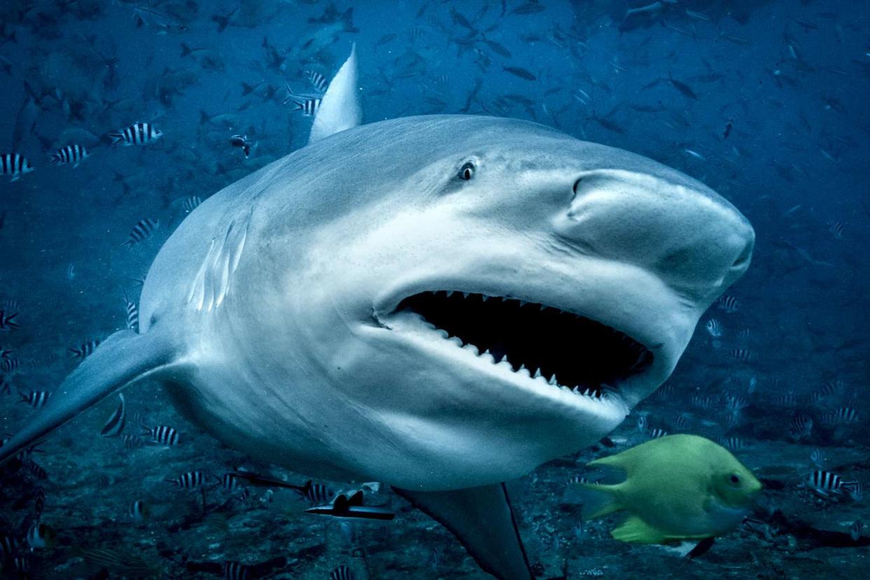 <p>Getty</p> A stock photo of a bull shark