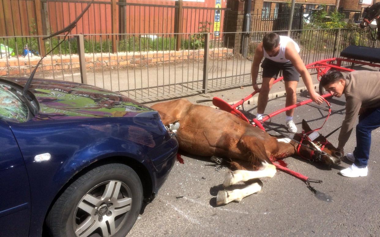 The horse that was left lying in the road, bleeding from its wounds after colliding with a car  - PA