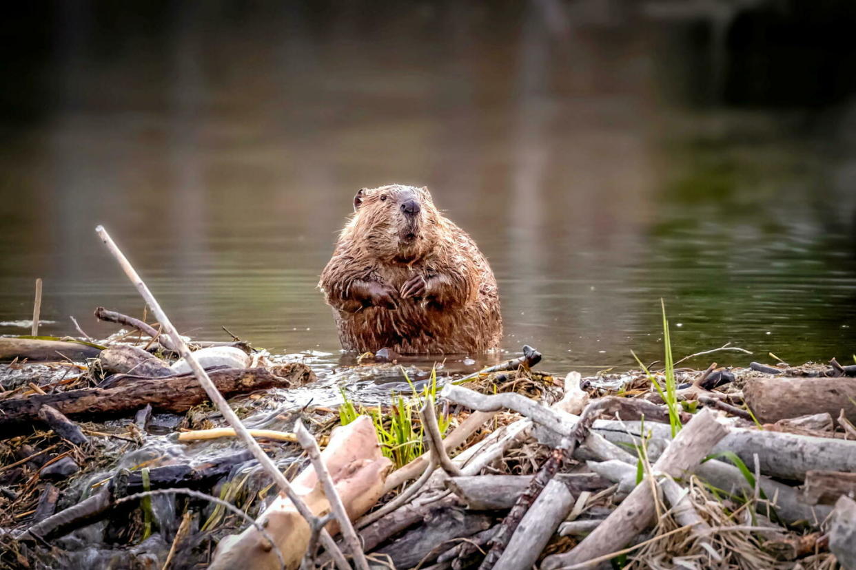 Un castor se tient devant son barrage.  - Credit:Troy Harrison / Moment RF / Getty Images