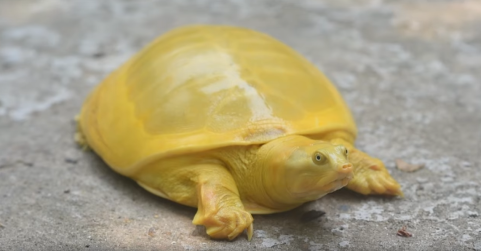 Eine ganz gelbe Schildkröte wurde in Indien gesichtet und gerettet. Handelt es ich dabei um eine neue Art? Foto: Screenshot / Youtube / Digha Wala