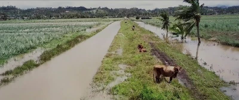 A view shows cattle grazing on partially flooded land in the aftermath of Cyclone Yasa in Wailevu, Vanua Levu, Fiji