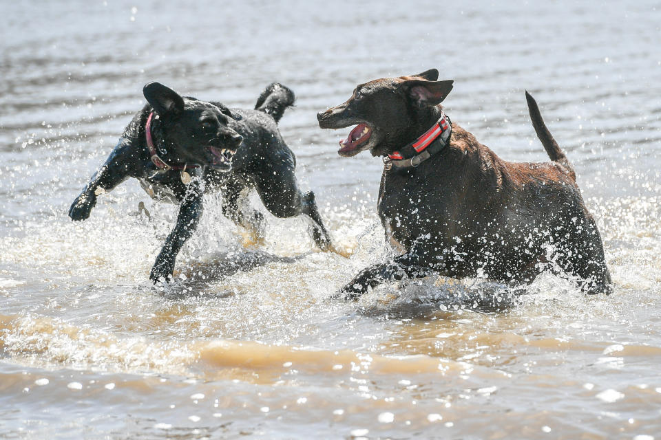 Dogs cool off as they play in the sea at Weston-super-Mare as the UK enjoys a spell of hot weather. (Photo by Ben Birchall/PA Images via Getty Images)