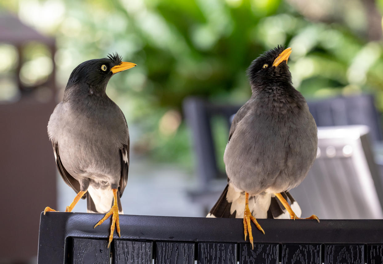 Two Mynahs perched on a chair. (PHOTO: Getty Images)