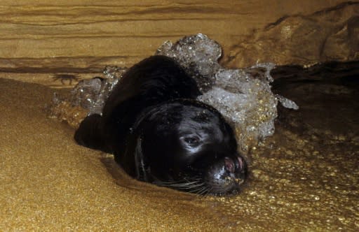 Numbering only around 300 in the Mediterranean, they were christened "monk seals" in the late eighteenth century by a scientist who thought they bore a resemblance to a monk dressed in a hood