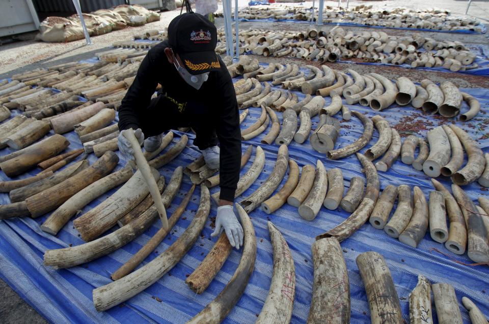 A customs officer arranges confiscated elephant tusks before a news conference at the Port Authority of Thailand in Bangkok