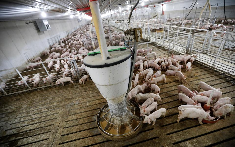 Hogs feed in a pen in a concentrated animal feeding operation in Iowa.