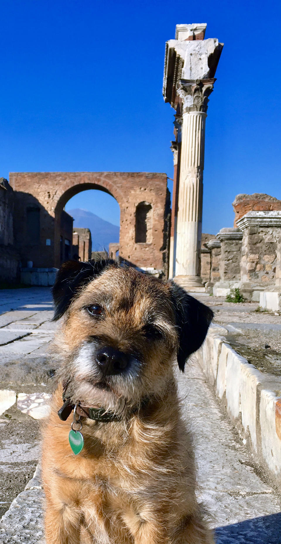 Pete the border terrier in Pompeii. (Photo: Caters News)