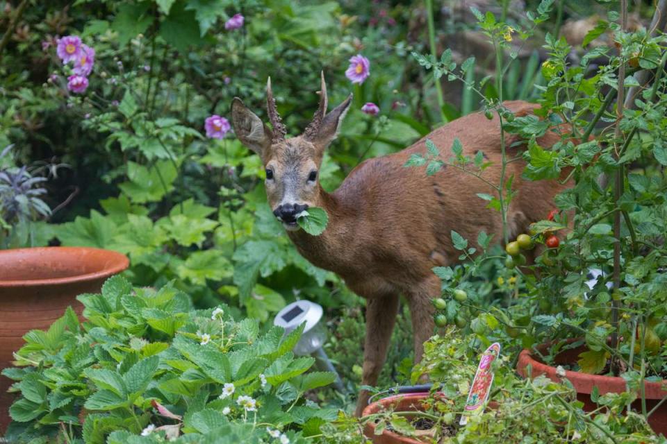 25 Deer-Resistant Plants Your Garden Needs