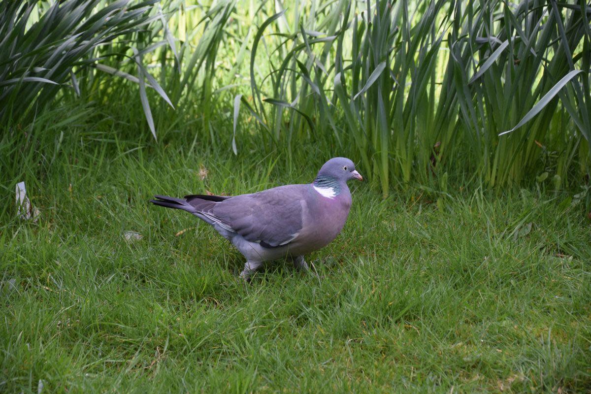 Have you noticed an influx of pigeons taking over your garden recently? <i>(Image: Getty)</i>