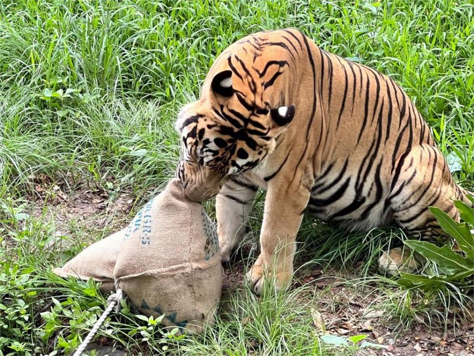 端午加菜！高雄壽山動物園　動物大啖「特製粽」、玩香包