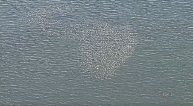 Thousands of stingrays swim together at Tampa Bay, Florida. Source: Twitter/ FOX 13