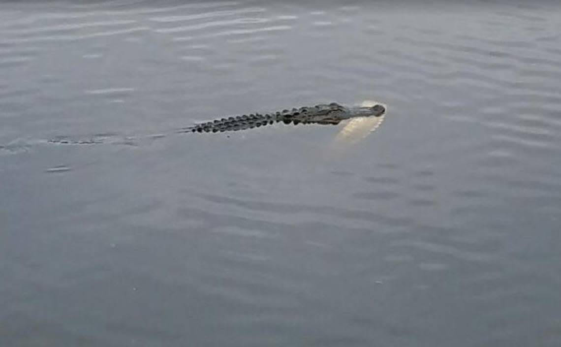 An alligator was spotted in a lake at Shipyard Golf Club with a large chunk of another alligator in its mouth on Tuesday.