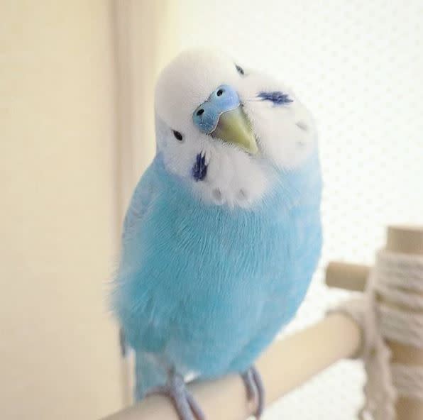 這隻虎皮鸚鵡叫做Sora，超夢幻的「寶寶藍」羽毛配色，被網友形容像「彈珠汽水」般清爽。（圖／IG：schaft21th 授權提供）