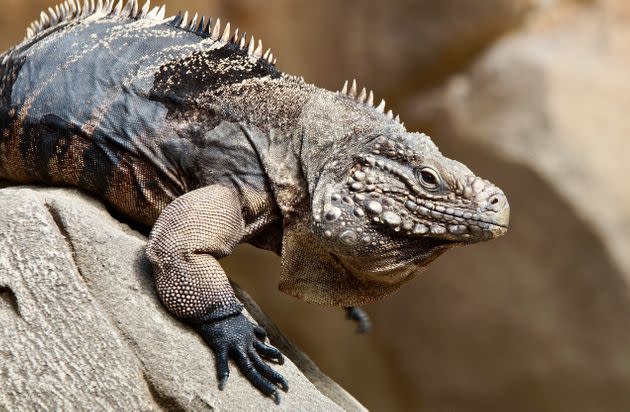 Florida advierte sobre los casos de las iguanas congeladas: “Hagas lo que  hagas, ¡no las lleves a casa!”