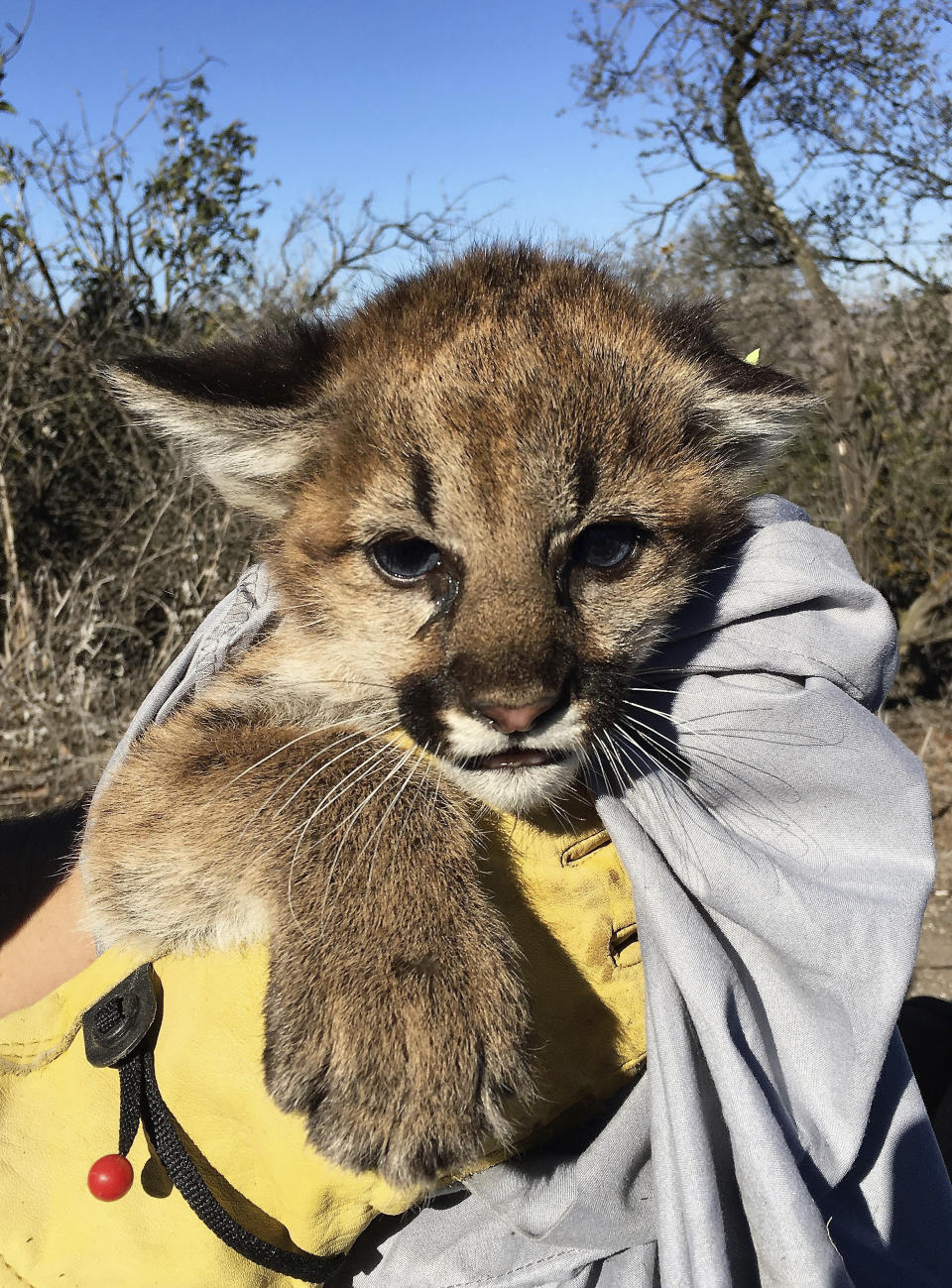 This image provided by the National Park Service, shows a mountain lion kitten that was discovered in Thousand Oaks, Calif., on Nov. 30, 2021. Two mountain lion kittens that survived after a litter of four was found under a picnic table in Southern California are being cared for at a veterinary hospital, authorities said. The four tiny cats estimated to be about six weeks old were spotted Nov. 29 outside an office building near foothills in Thousand Oaks, according to a statement from the Santa Monica Mountains National Recreation Area. The animals will be temporarily housed at the Orange County Zoo until a permanent home can be found for them. (National Park Service via AP)