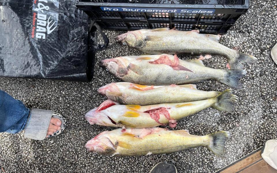 The five walleye, a type of pike, should have weighed no more than 16lb but officials and other competitors were suspicious when they weighed in at 34lb