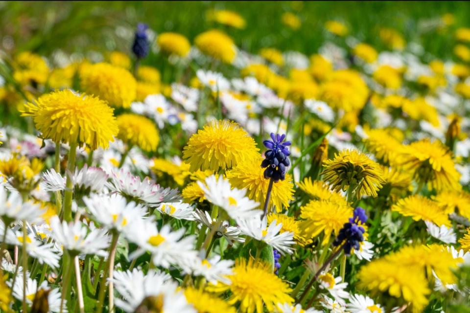 One in five British wildflowers is currently under threat  (Alamy Stock Photo)