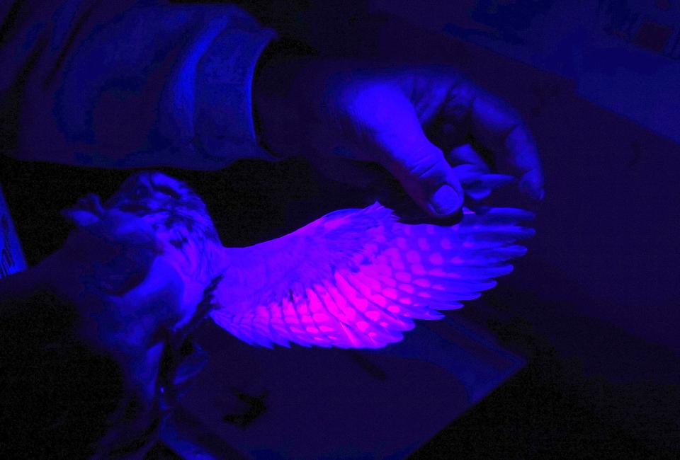 A northern saw-whet owl wing is held under a black light to help determine its age. The bird, the smallest species of owl in Wisconsin, was being measured, aged, banded and released.