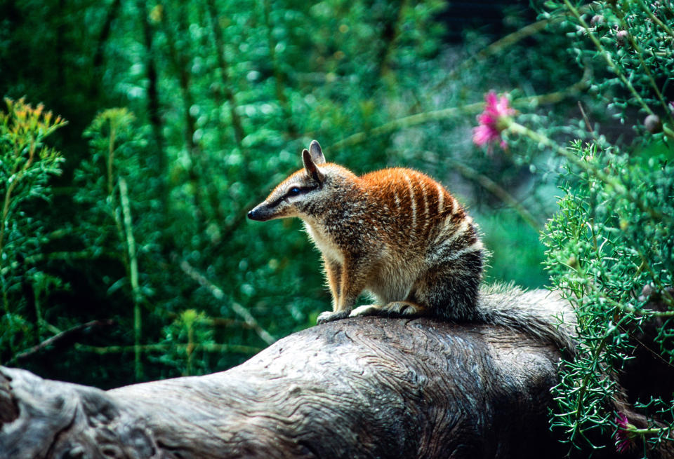 numbat on a rock