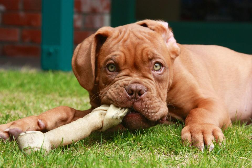 a red french mastiff puppy with one ear flipped back playing with a chew toy on the grass looking at the camera