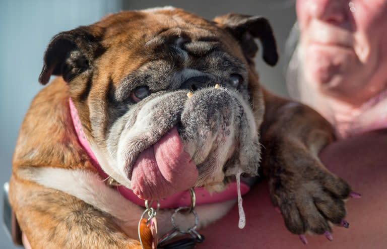 Zsa Zsa, an English bulldog, drools while competing in the World's Ugliest Dog Contest in Petaluma, California on June 23, 2018