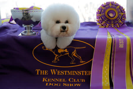 Flynn, a Bichon Frise, appears at the One World Observatory a day after winning the "Best in Show" at the Westminster Kennel Club Dog Show in Manhattan, New York, U.S., February 14, 2018. REUTERS/Andrew Kelly
