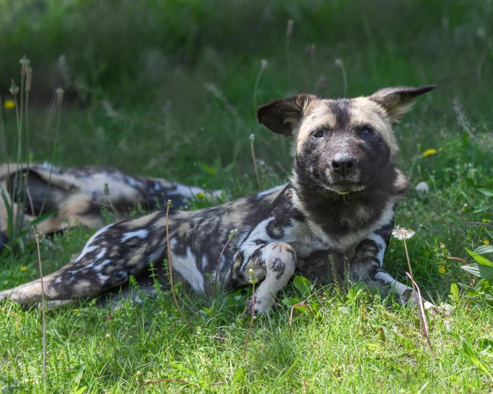 OKC Zoo has looked after African painted dogs since 1972 (Courtesy of OKC Zoo)