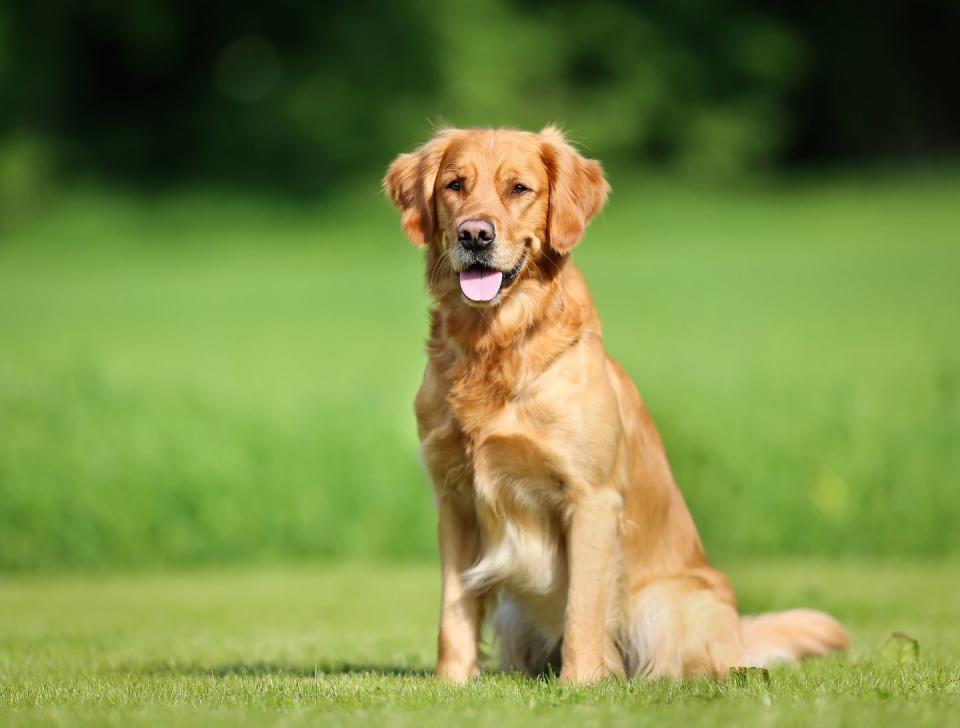 Golden Retriever