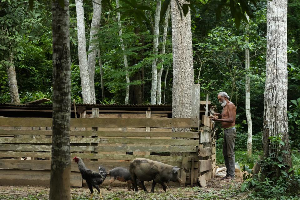 Rubber-tapper Raimundo Mendes de Barros, cousin of legendary rubber tapper leader and environmentalist Chico Mendes, works on the fence of a small pig pen at his house in the Chico Mendes Extractive Reserve, in Xapuri, Acre state, Brazil, Wednesday, Dec. 7, 2022. Thanks to the rubber tappers movement, he said, people now have roads and electricity, and walk around on an equal footing with city residents. (AP Photo/Eraldo Peres)