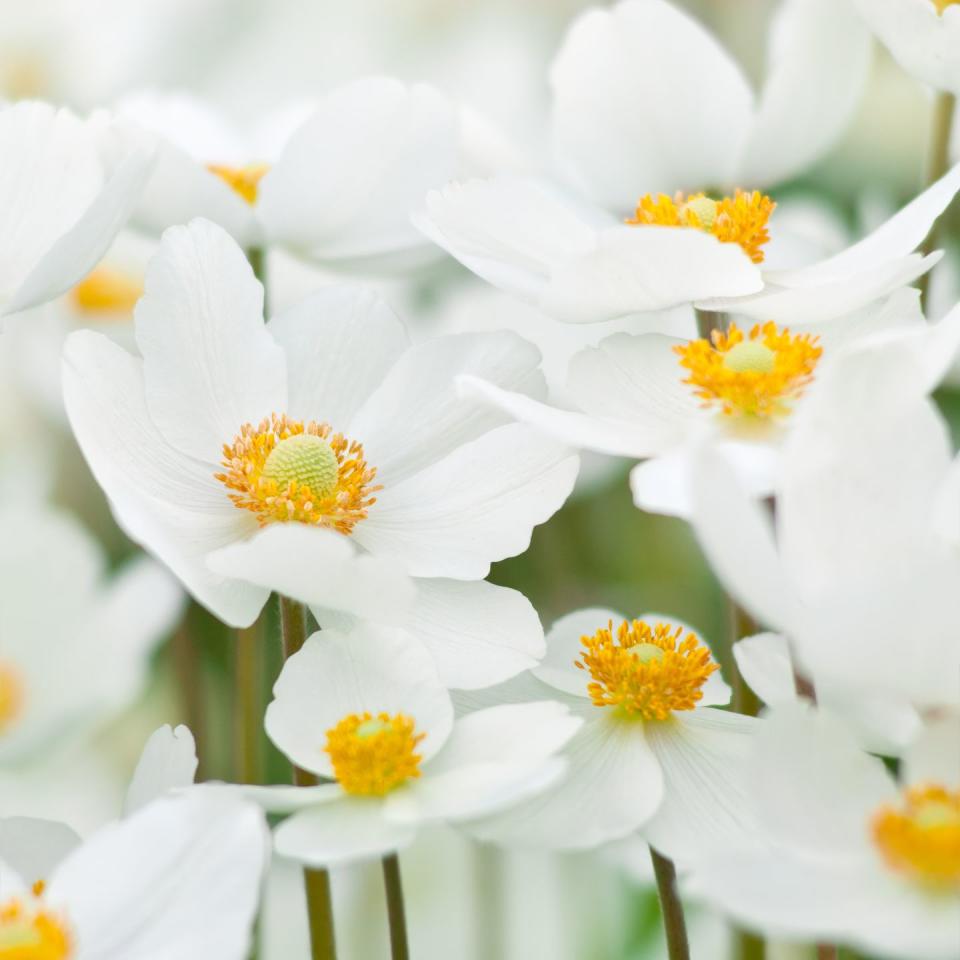 best white flowers anemone