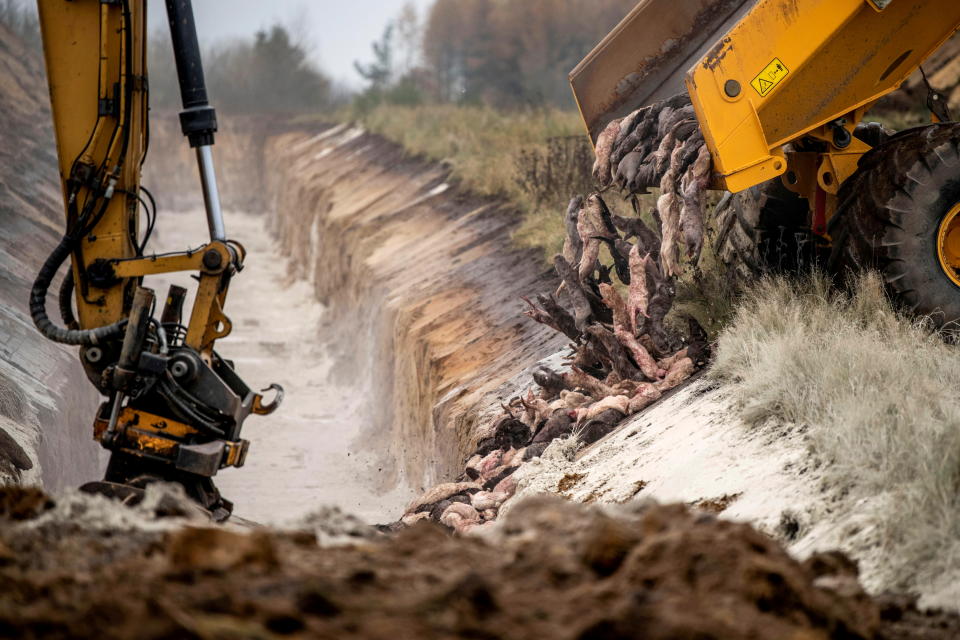 Members of Danish health authorities are assisted by members of the Danish Armed Forces in disposing of dead mink in a military area near Holstebro in Denmark November 9, 2020. Picture taken November 9, 2020. Morten Stricker/Dagbladet Holstebro Struer/Jysk Fynske Medier/Ritzau Scanpix/via REUTERS    ATTENTION EDITORS - THIS IMAGE WAS PROVIDED BY A THIRD PARTY. DENMARK OUT. NO COMMERCIAL OR EDITORIAL SALES IN DENMARK.     TPX IMAGES OF THE DAY